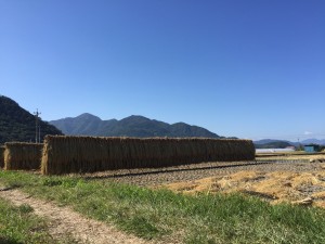 はぜかけ
