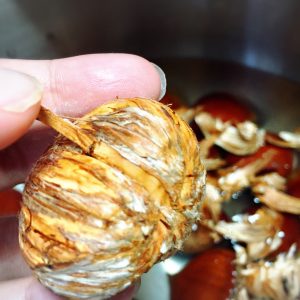 筋 栗